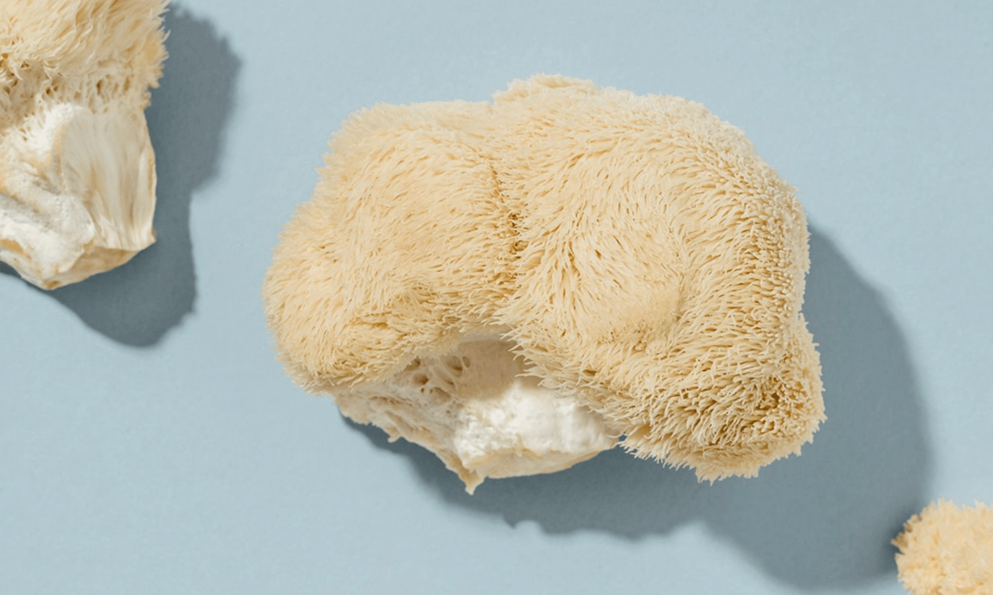 Lion's Mane Mushroom Tinctures: The Natural Solution for Brain Health?Lion's Mane mushroomon a light blue surface