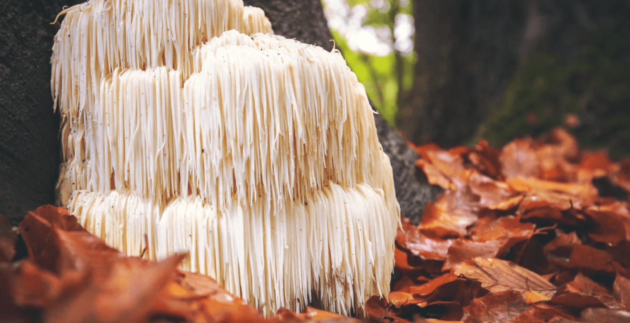Lion's Mane Mushroom Tincture Benefits - No Ordinary Moments