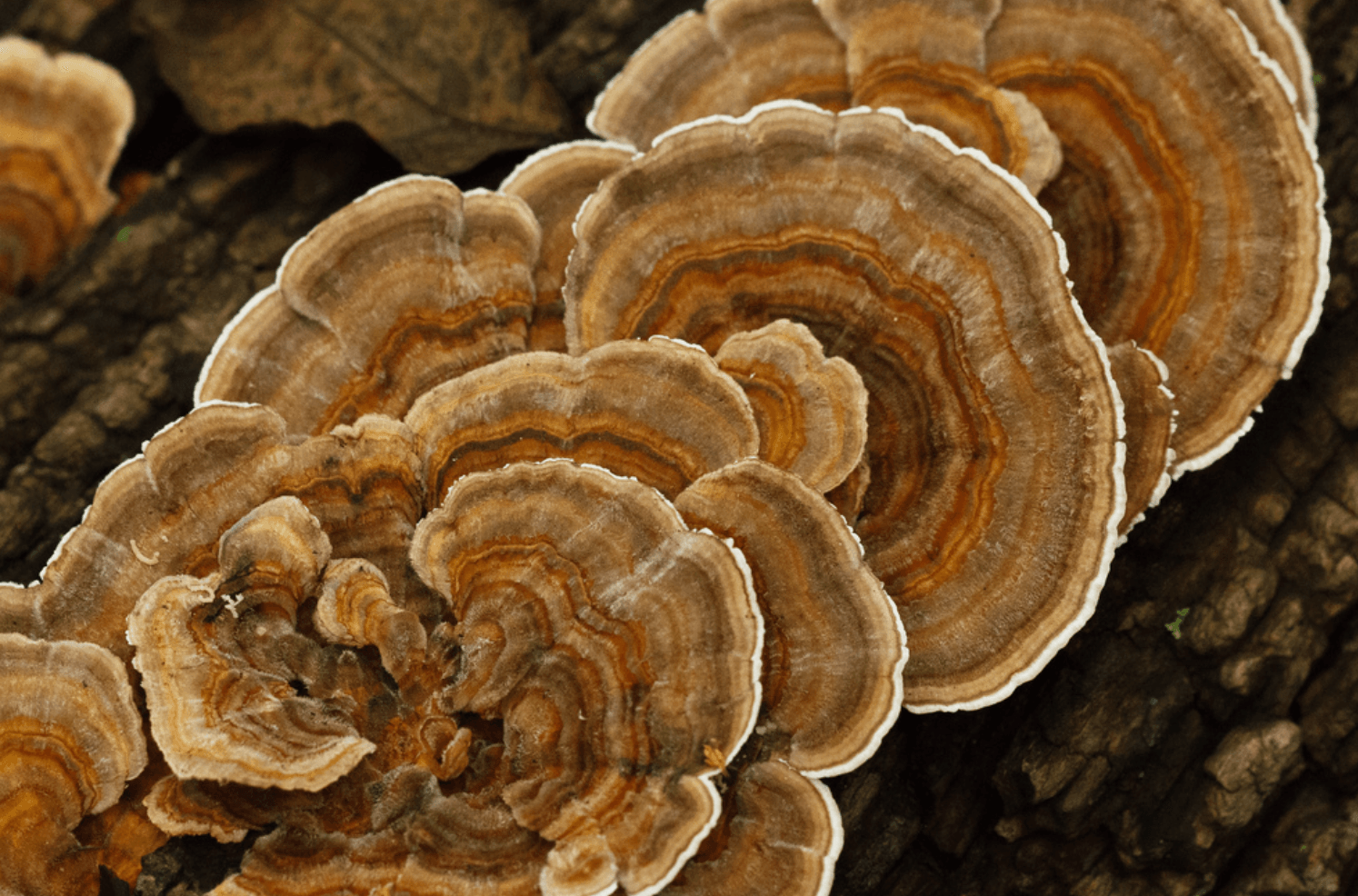 Turkey tail mushrooms 