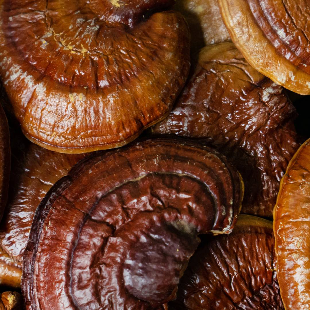 Close up image of stacked beautiful reishi mushrooms 