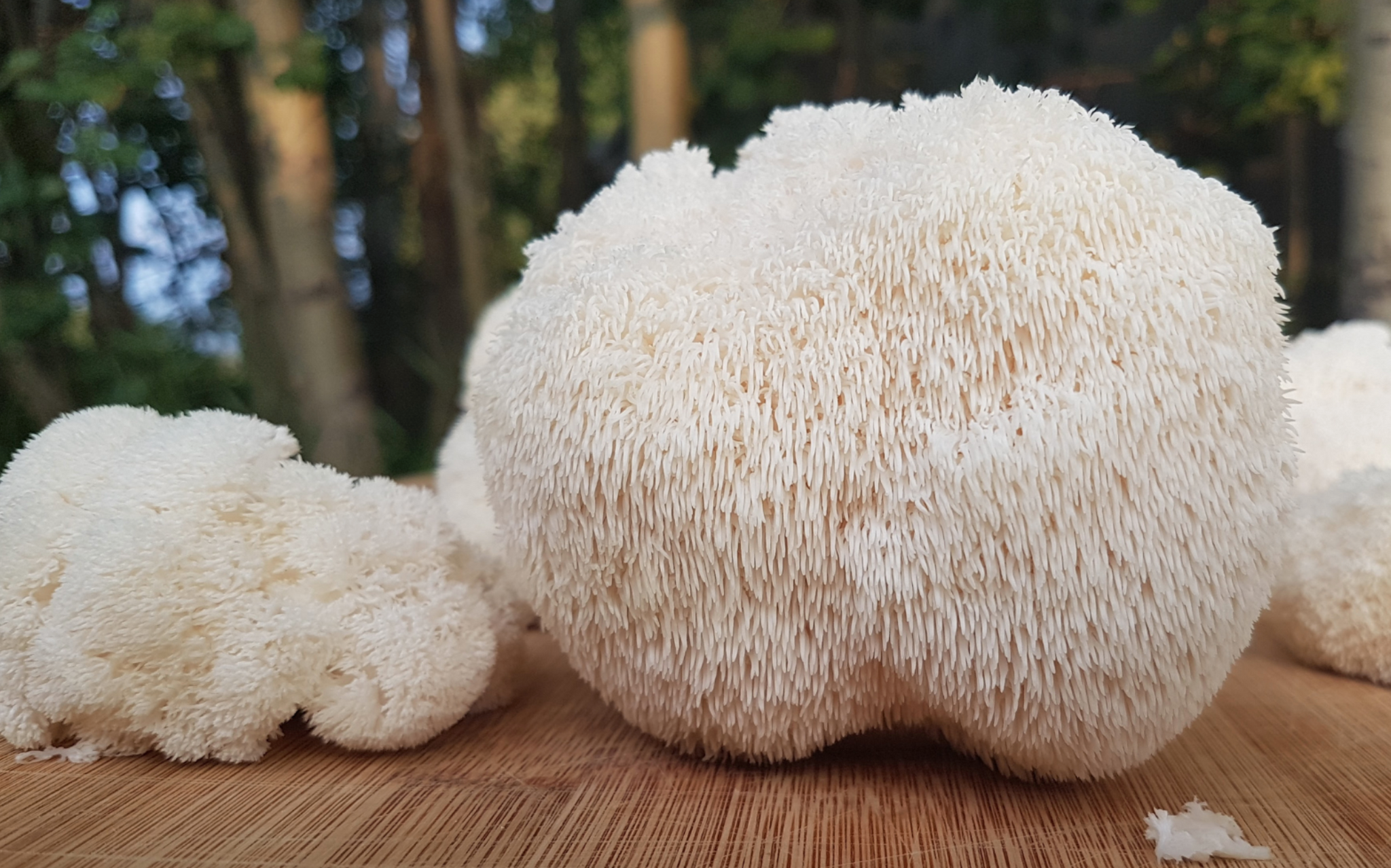 Lions Mane mushrooms in woods