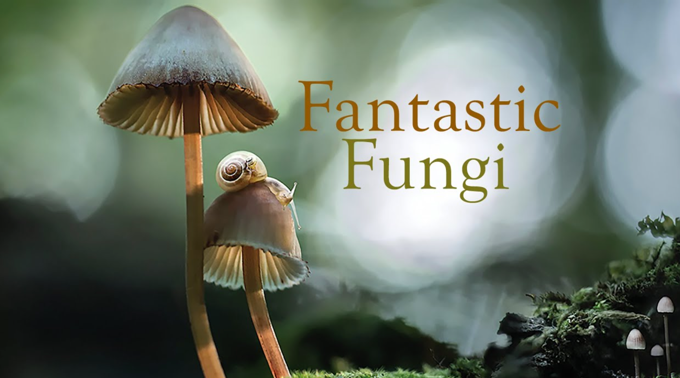 Fantastic Fungi Documentary: Top Takeaways, Quotes, Philosophies, and Lessons Learned