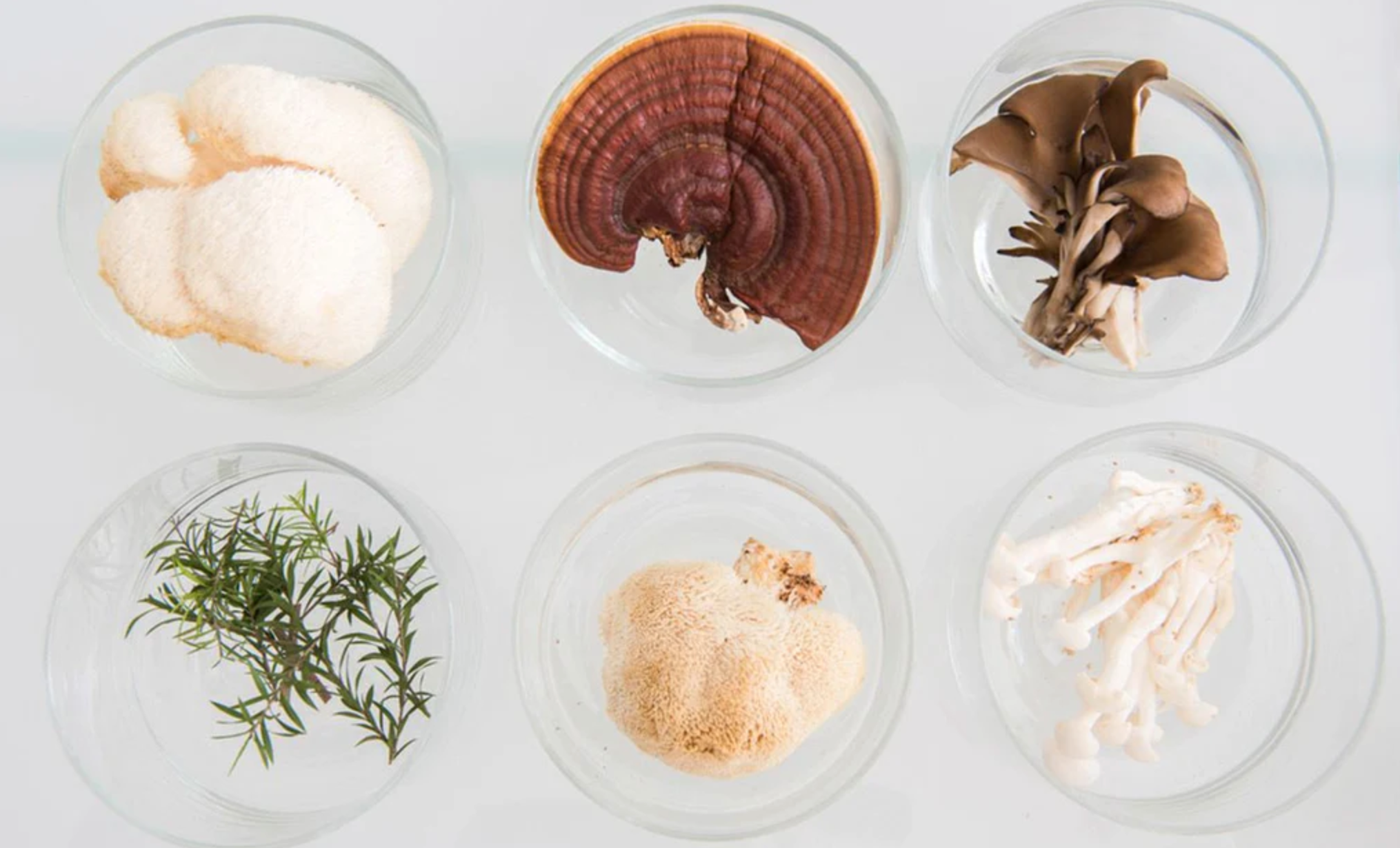 Discover the Power of Medicinal Mushrooms: A Guide to 8 Mushrooms and their Health Benefits