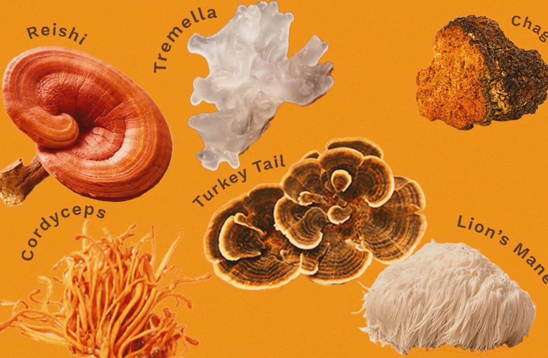 Exploring the Health Benefits of Reishi Mushrooms