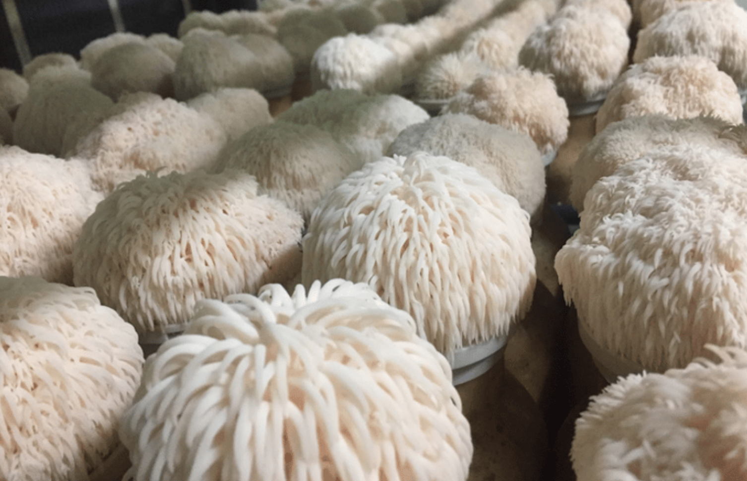 Lion's Mane Mushrooms: The Brain-Boosting Fungi