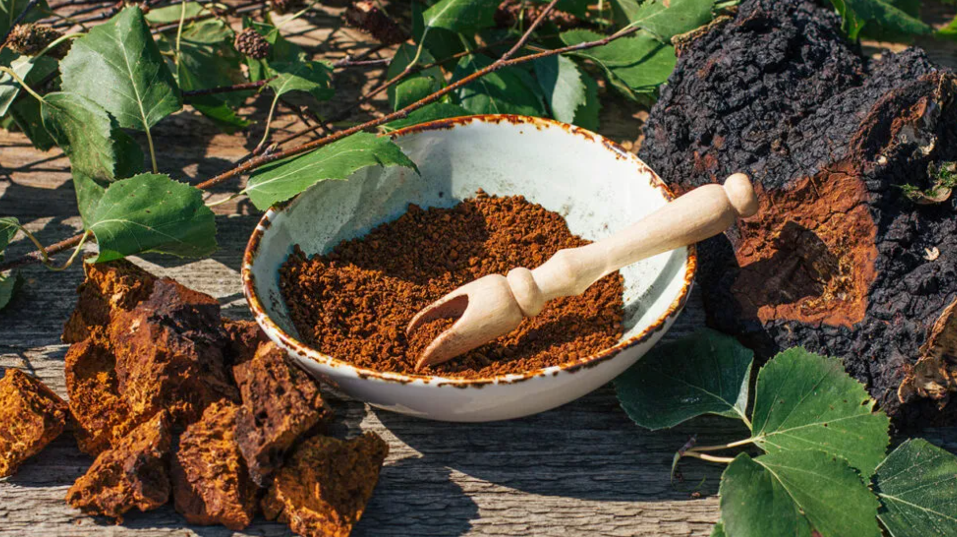 A Deep Dive into the History and Uses of Chaga Mushrooms