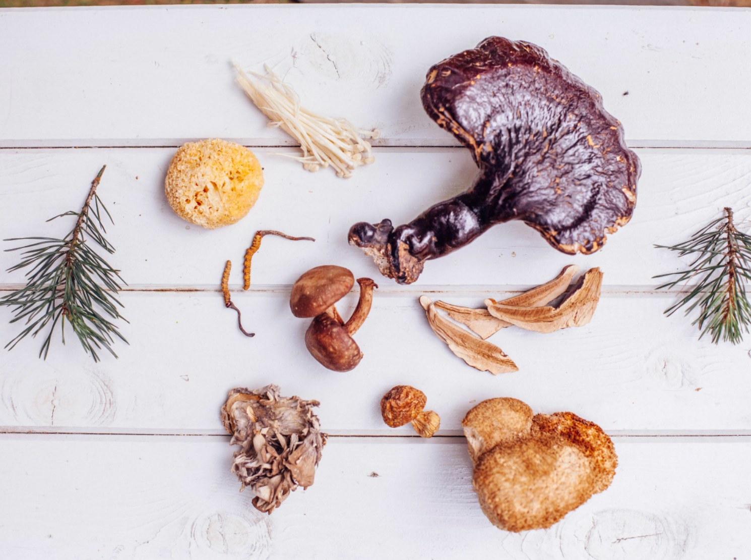The Role of Mushrooms in Holistic Wellness