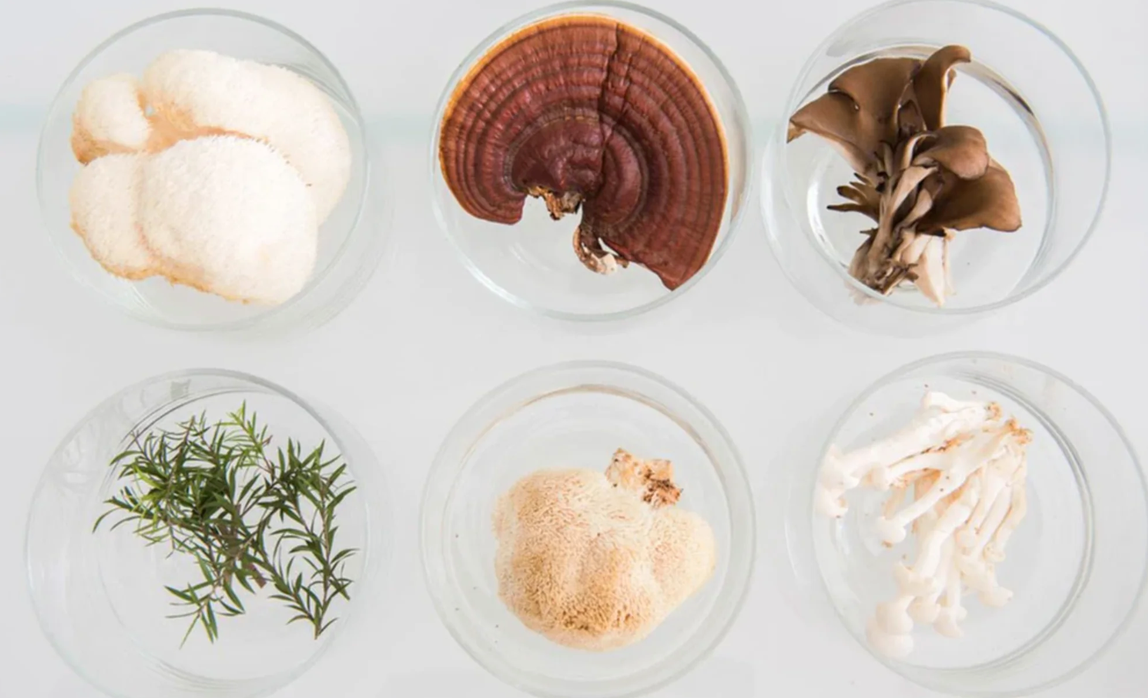 Balancing Body and Mind: Incorporating Mushrooms into Your Daily Routine
