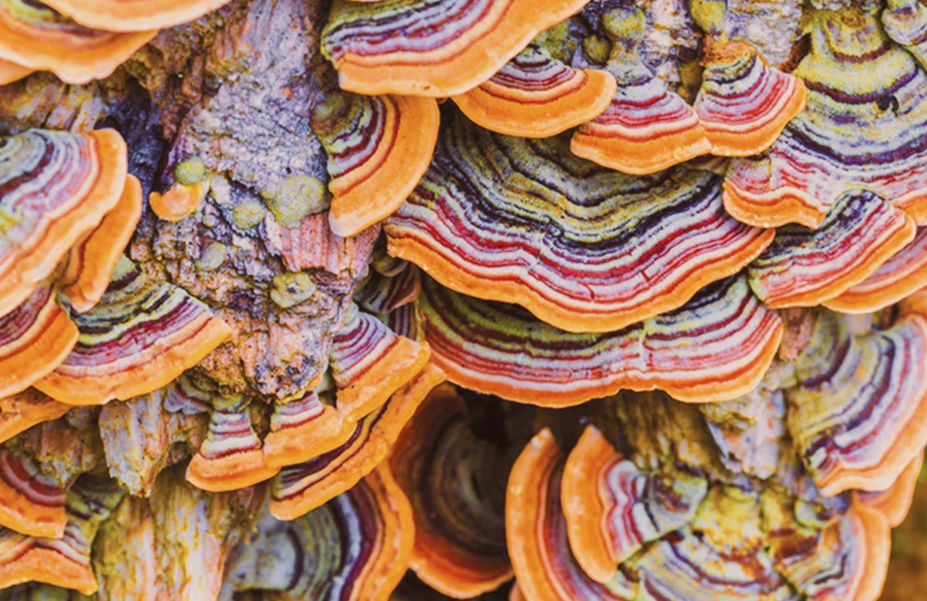 The Science Behind Mushrooms and Immunity Boosting