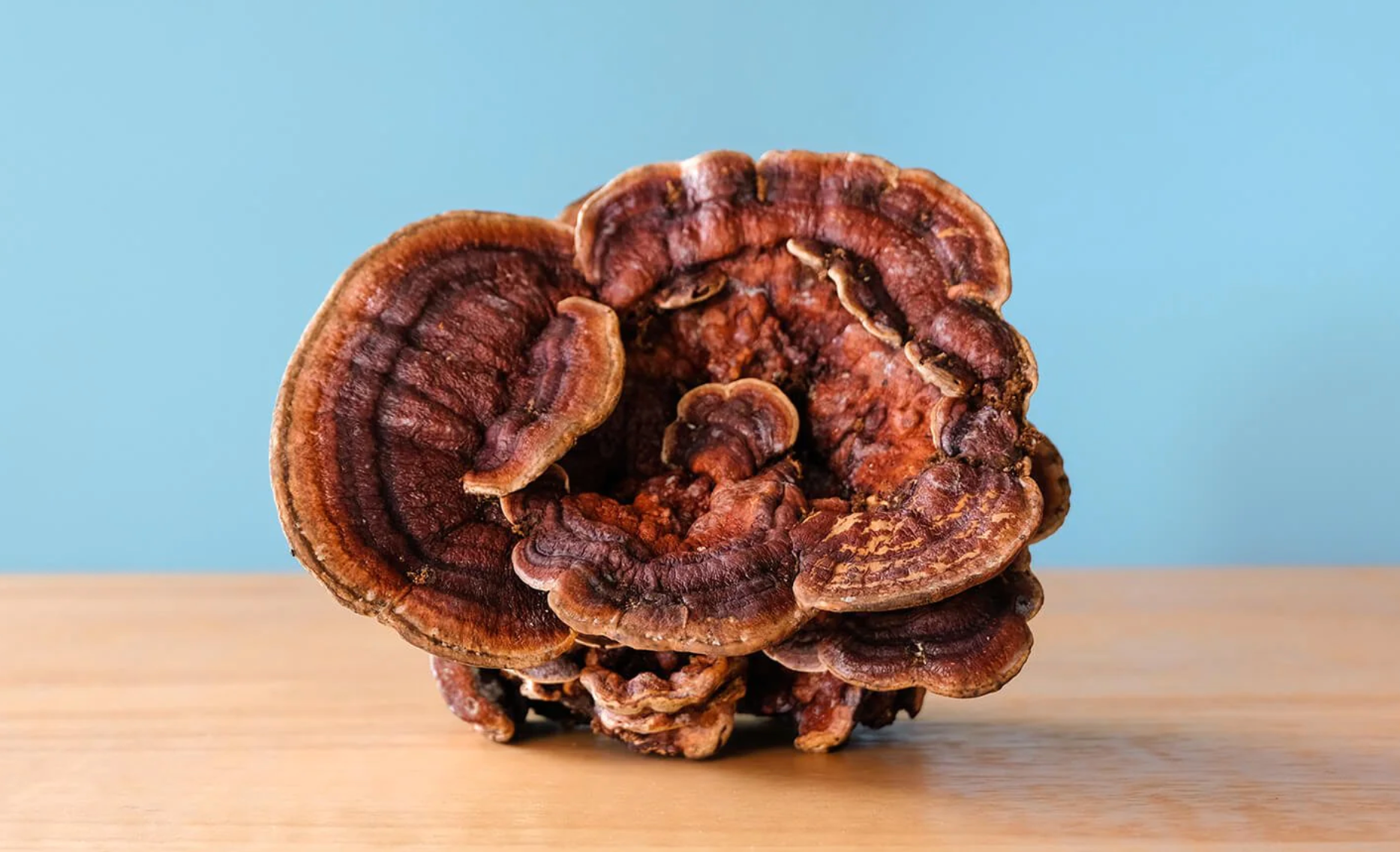 Harnessing the Power: Can I Take Reishi Every Day?
