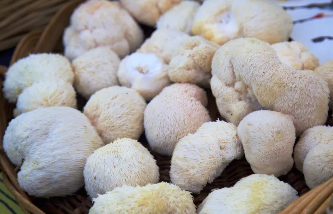 The Science Behind Lion's Mane: A Cognitive Superfood