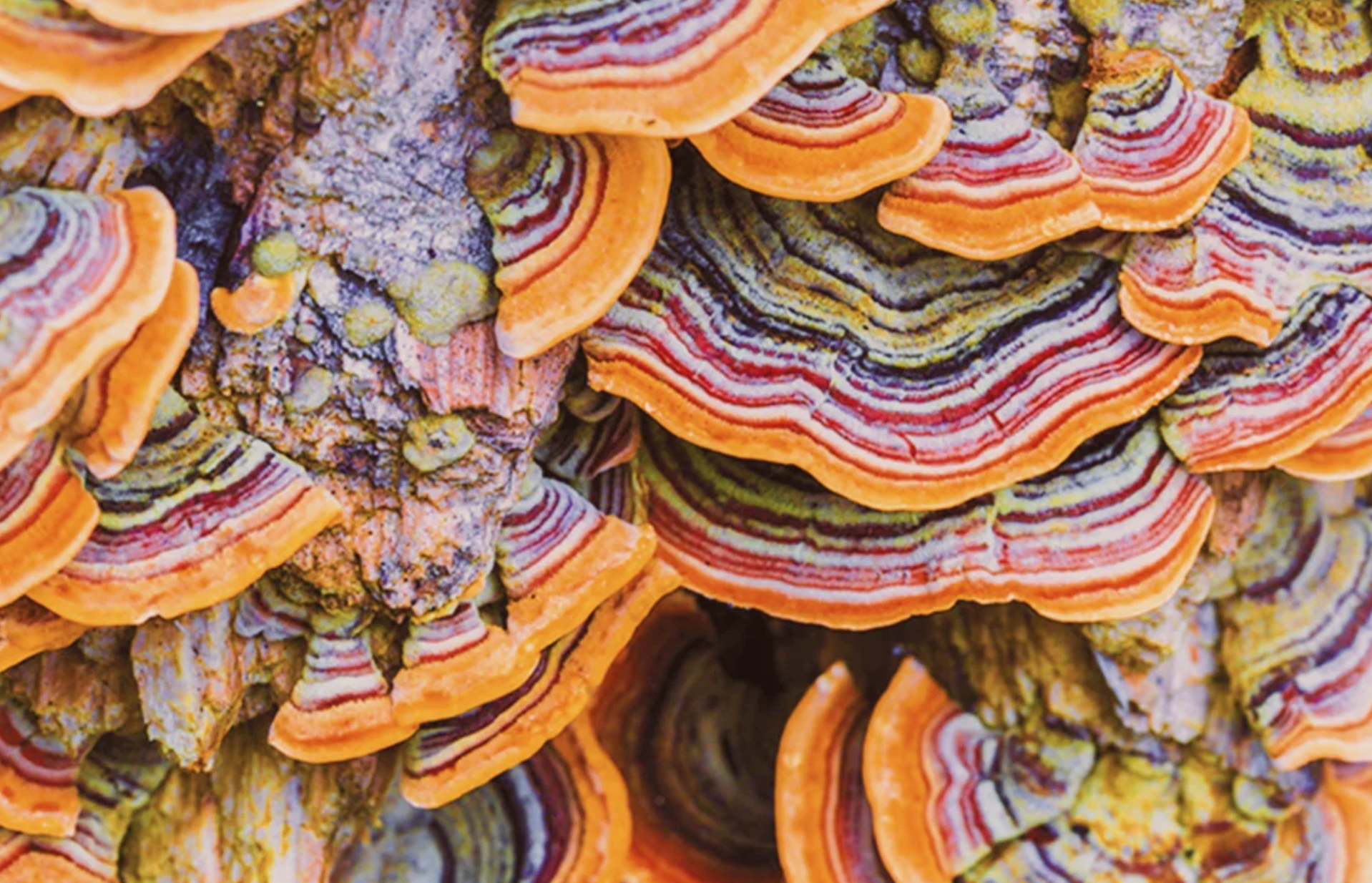 Boost Your Immune System with Turkey Tail Mushrooms