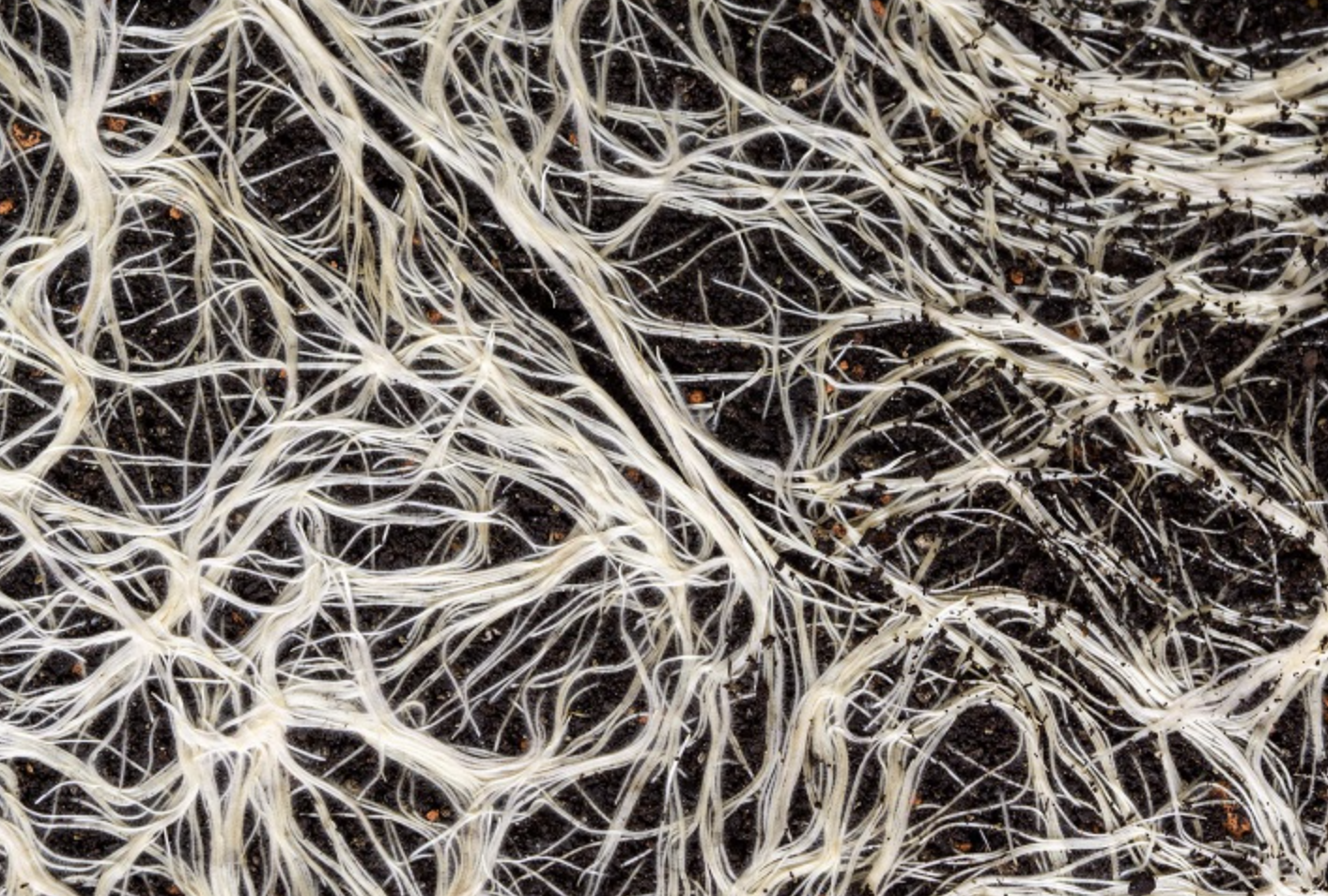 The Hidden Powers of Mycelium in Human Health