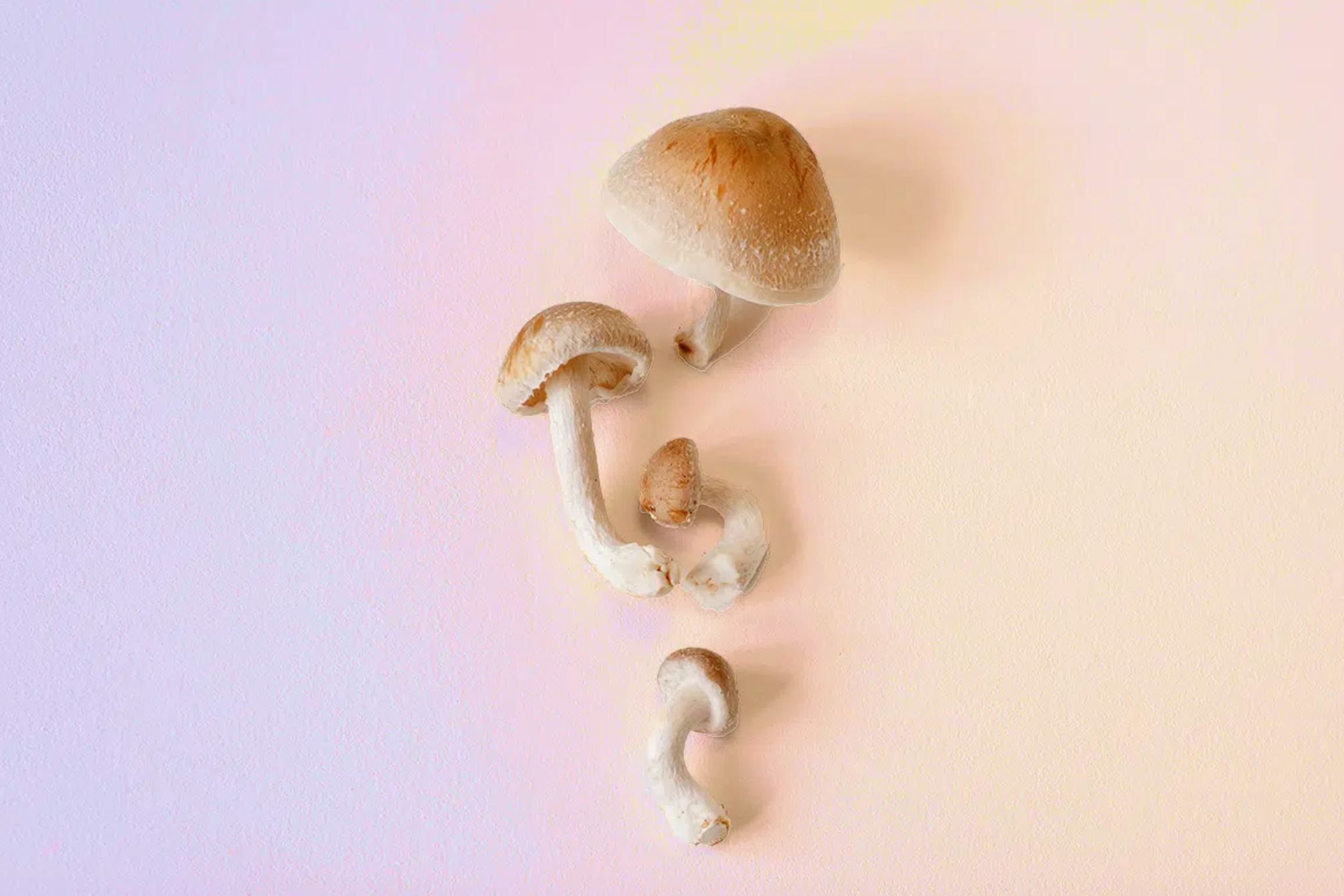 Understanding the Gut-Brain Connection: Mushrooms as a Key Player