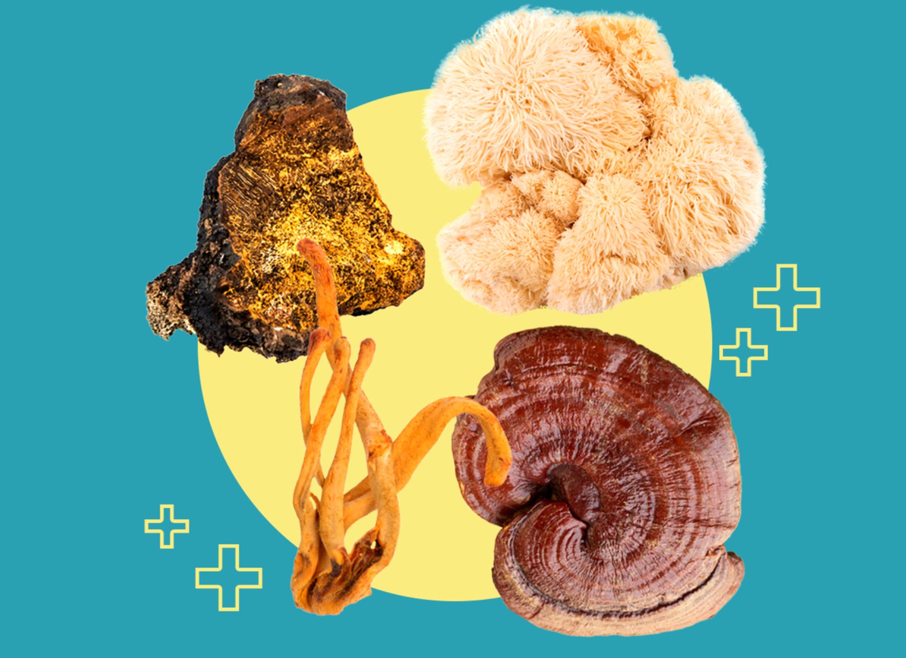 Strengthening Your Shield: How Medicinal Mushrooms Enhance Immunity Naturally