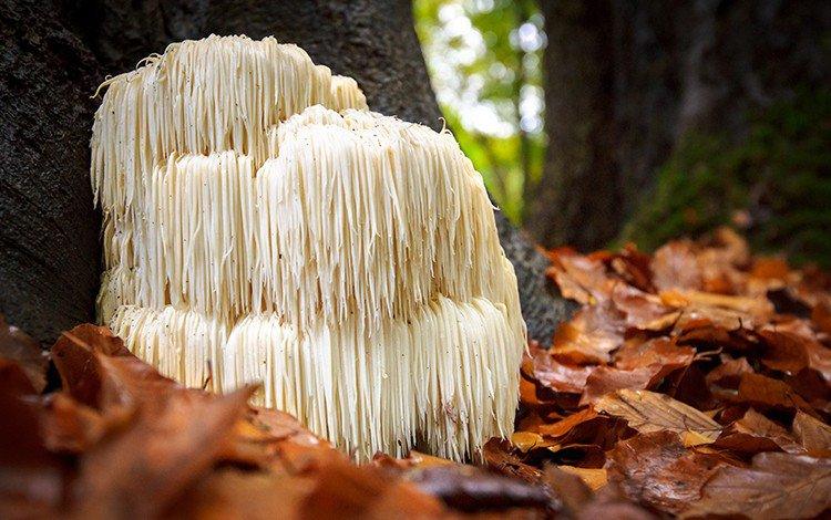 6 Benefits of Lion's Mane Mushrooms - No Ordinary Moments