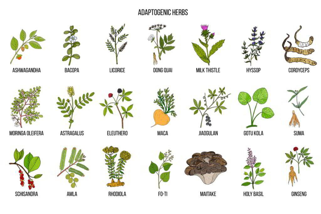 A collection of powerful adaptogenic plants 