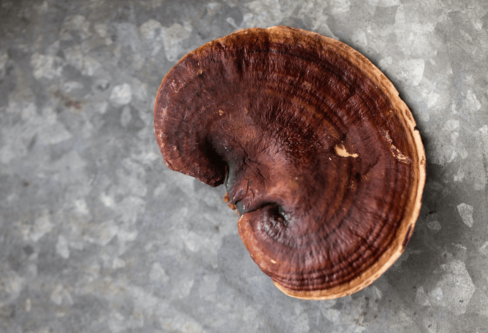 Reishi Coffee Benefits - Four Reasons why you Should be adding Shrooms to your Morning Brew - No Ordinary Moments