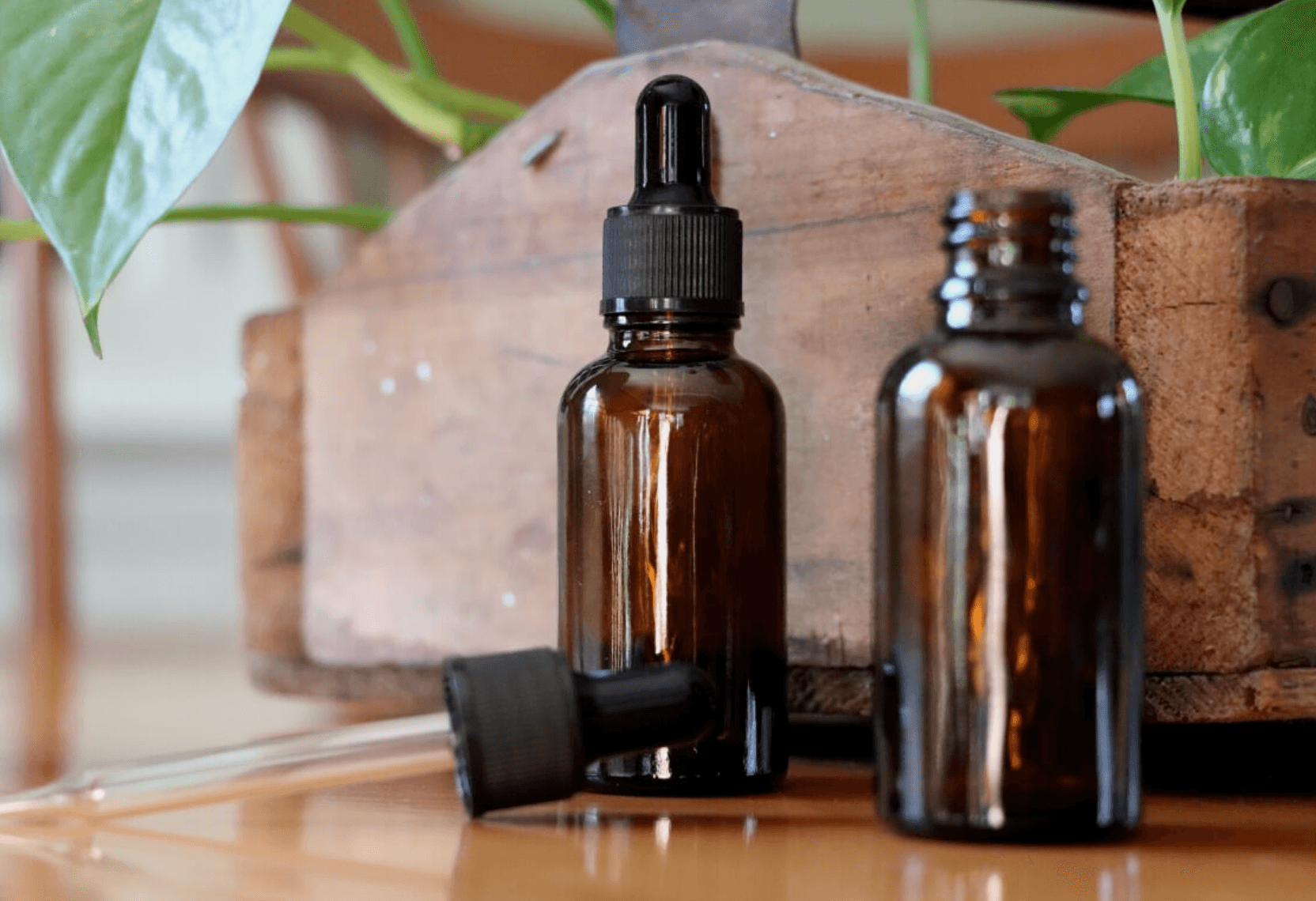 Mushroom Tinctures for Anxiety and Stress Relief - two mushroom tincture bottles one with a dropper lay flat on the table in front of a plant