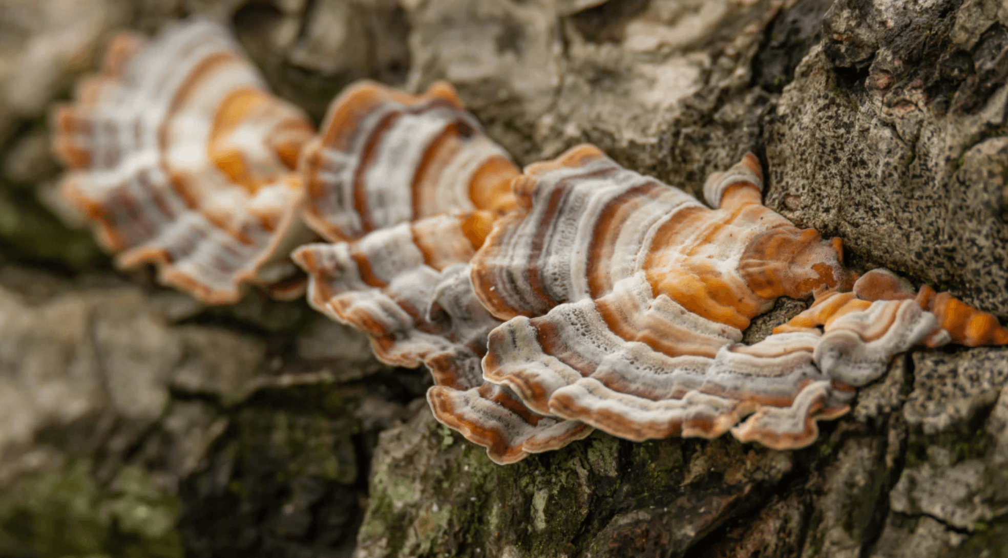 5 Benefits of Turkey Tail Mushroom Tinctures - No Ordinary Moments