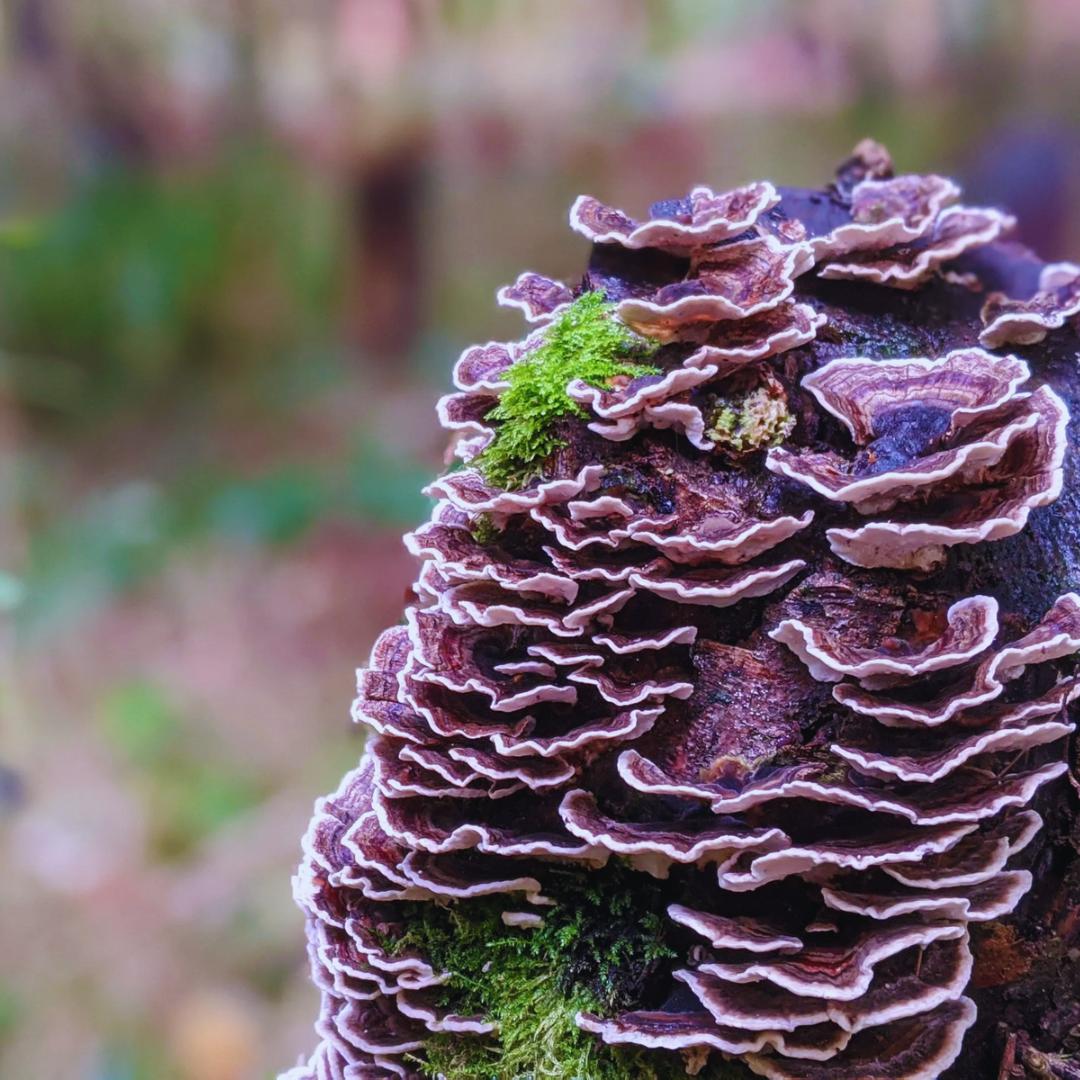 Close up of turkey tail mushrooms growing in the wild