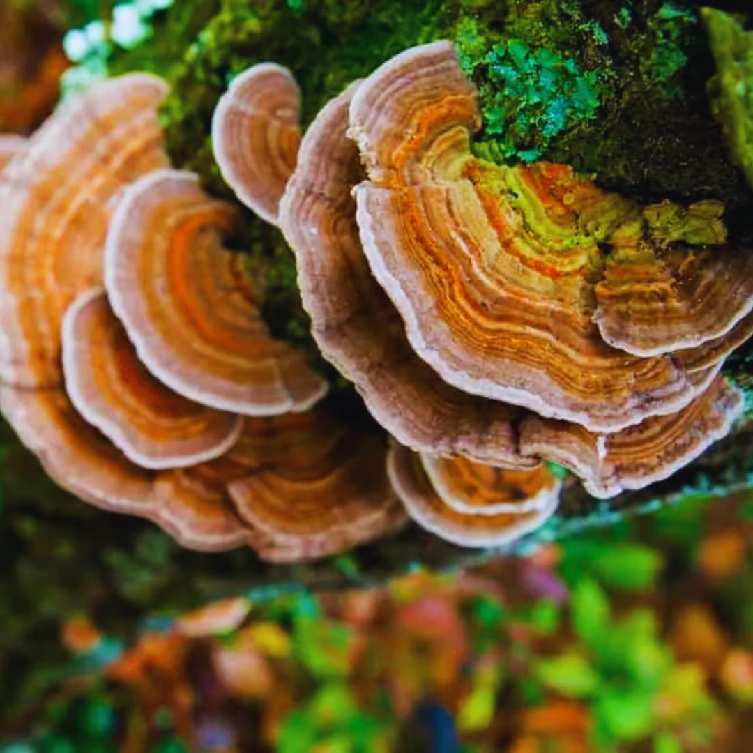 Close up of Turkey Tail Mushroom