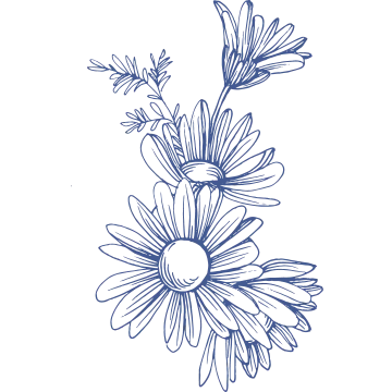 Chamomile flower ingredient illustration